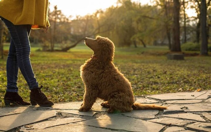 Tuổi Thọ Của Chó Poodle: Cách Chăm Sóc, Dinh Dưỡng Và Bệnh Tật Ảnh Hưởng Tầm quan trọng của việc tập luyện cho chó Poodle