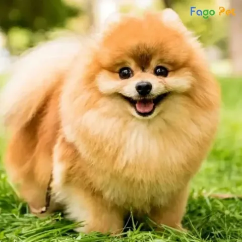 Hướng Dẫn Chi Tiết Dạy Chó Phốc Sóc Đi Vệ Sinh Đúng Chỗ