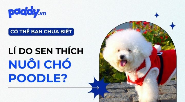 Văn Tả Chó Poodle: Đặc Điểm, Tính Cách Và Cách Chăm Sóc Thú Cưng Này Lợi ích khi nuôi chó Poodle
