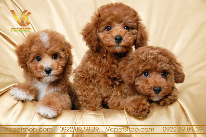 Văn Tả Chó Poodle: Đặc Điểm, Tính Cách Và Cách Chăm Sóc Thú Cưng Này Văn Tả Chó Poodle: Đặc Điểm, Tính Cách Và Cách Chăm Sóc Thú Cưng Này