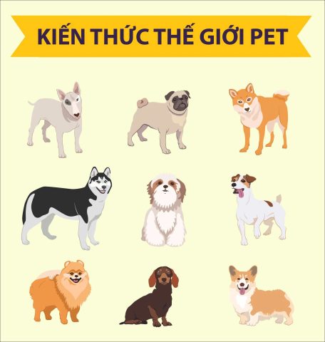 Các giống chó phổ biến cho lớp 4