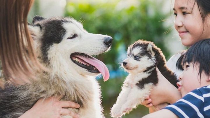 Văn Tả Con Chó Lớp 4 Ngắn Nhất: Đáng Yêu, Trung Thành Và Thông Minh Văn Tả Con Chó Lớp 4 Ngắn Nhất: Đáng Yêu, Trung Thành Và Thông Minh