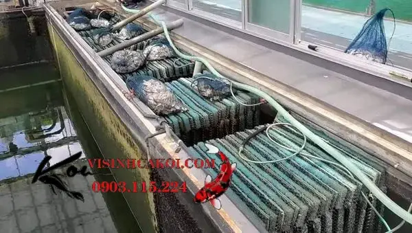 vật liệu lọc hồ cá koi vật liệu lọc hồ cá koi