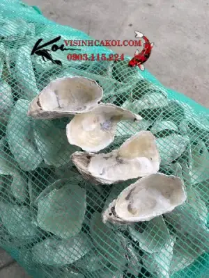 vật liệu lọc hồ cá koi vật liệu lọc hồ cá koi