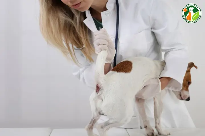 Tuyến hôi chó và tầm quan trọng của việc vắt định kỳ vắt tuyến hôi chó bao nhiêu tiền
