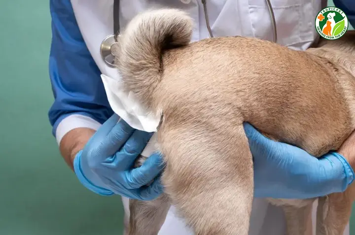 Quy trình vắt tuyến hôi chó an toàn và hiệu quả vắt tuyến hôi chó bao nhiêu tiền