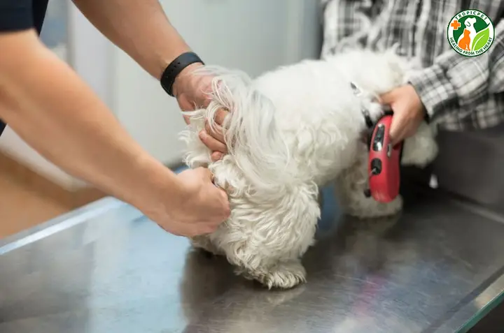 Chi phí vắt tuyến hôi chó và các yếu tố quyết định vắt tuyến hôi chó bao nhiêu tiền
