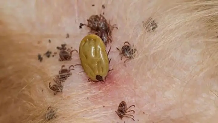 Môi trường sống của ve chó ve chó sống ở đâu