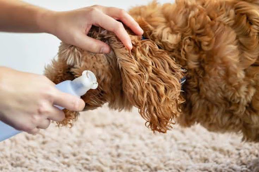 Vệ Sinh Tai Cho Chó Poodle: Hướng Dẫn Chi Tiết Và Lợi Ích Chăm Sóc Tại sao cần vệ sinh tai cho chó Poodle?