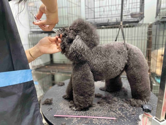 Vệ Sinh Tai Cho Chó Poodle: Hướng Dẫn Chi Tiết Và Lợi Ích Chăm Sóc Vệ Sinh Tai Cho Chó Poodle: Hướng Dẫn Chi Tiết Và Lợi Ích Chăm Sóc