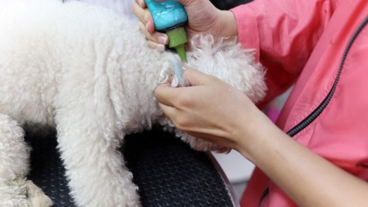 Vệ Sinh Tai Cho Chó Poodle: Hướng Dẫn Chi Tiết Và Lợi Ích Chăm Sóc Các sai lầm phổ biến khi vệ sinh tai cho chó Poodle