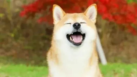 Ảnh hưởng của xạo chó meme đến xã hội và truyền thông