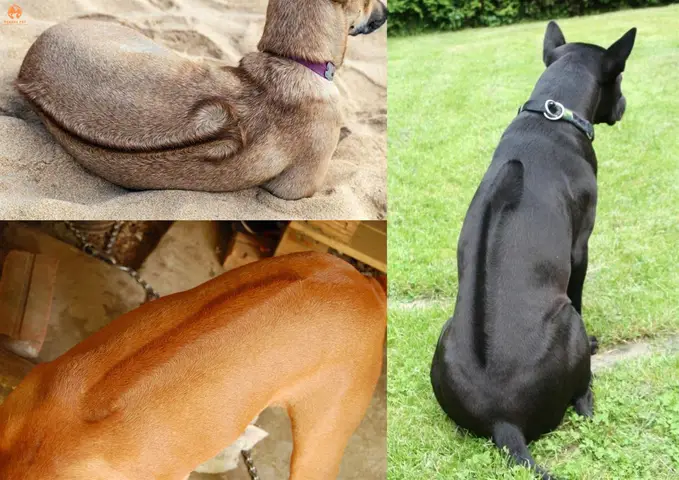 Ý Nghĩa Của Xoáy Kiếm Trong Tiêu Chuẩn Giống Chó Phú Quốc xoáy kiếm chó phú quốc