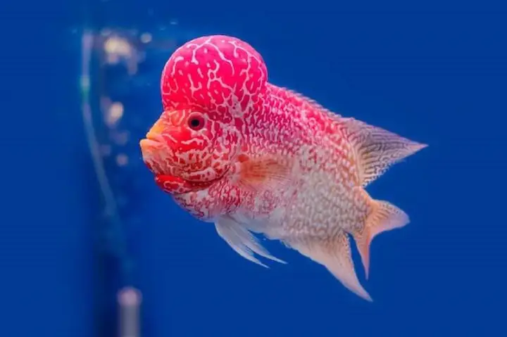 ý nghĩa phong thủy cá la hán ý nghĩa phong thủy cá la hán