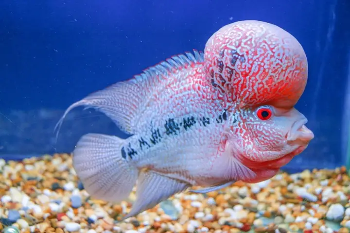 ý nghĩa phong thủy cá la hán ý nghĩa phong thủy cá la hán