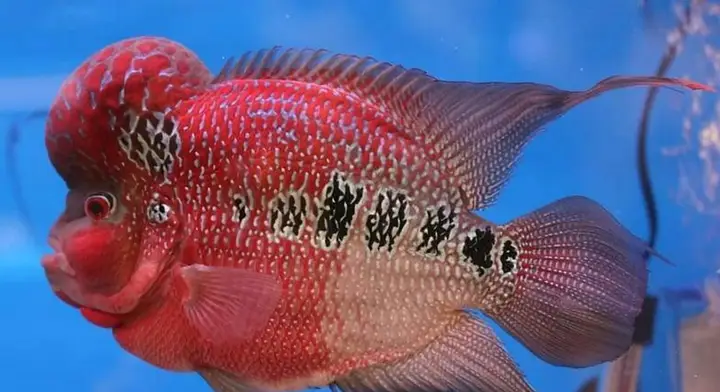 ý nghĩa phong thủy cá la hán ý nghĩa phong thủy cá la hán